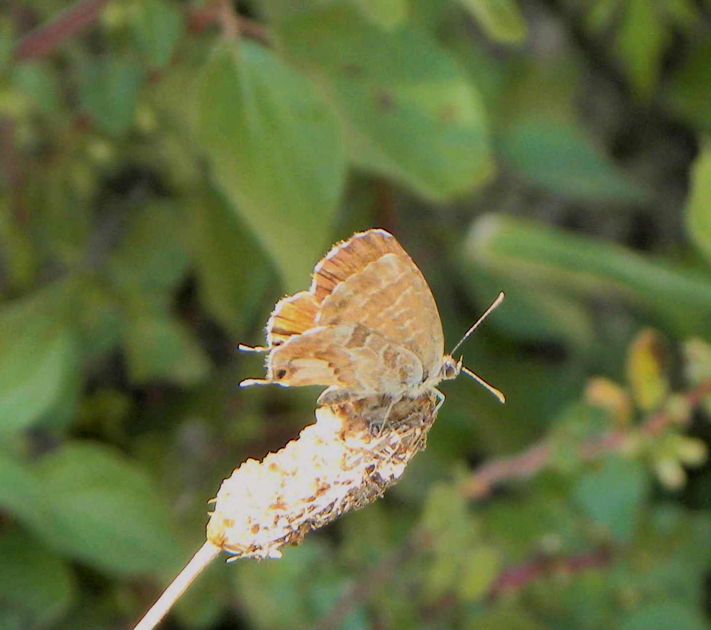 farfallina da identificare